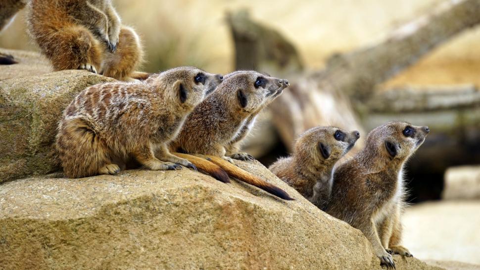 Free Image of Group of meerkats on alert in habitat 