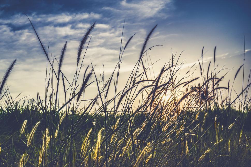Free Image of Sunset behind tall grass in the field 