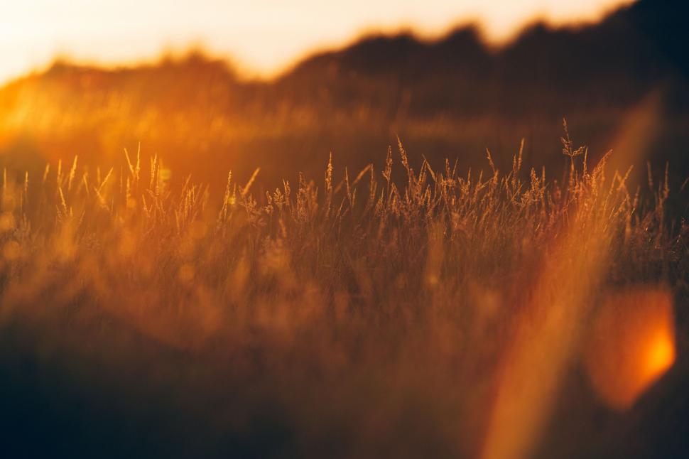 Free Image of Golden hour light on a field of grass 