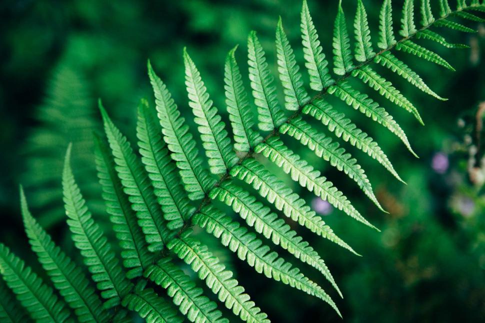 Free Image of Lush green fern close-up texture 