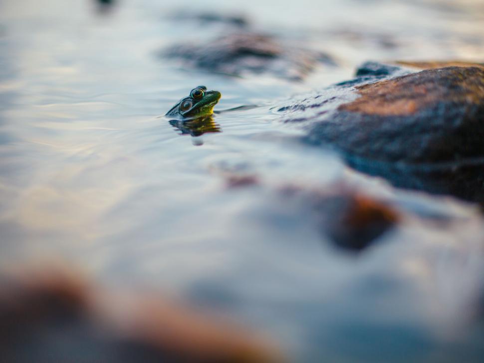 Free Image of Frog peeking above water among rocks 