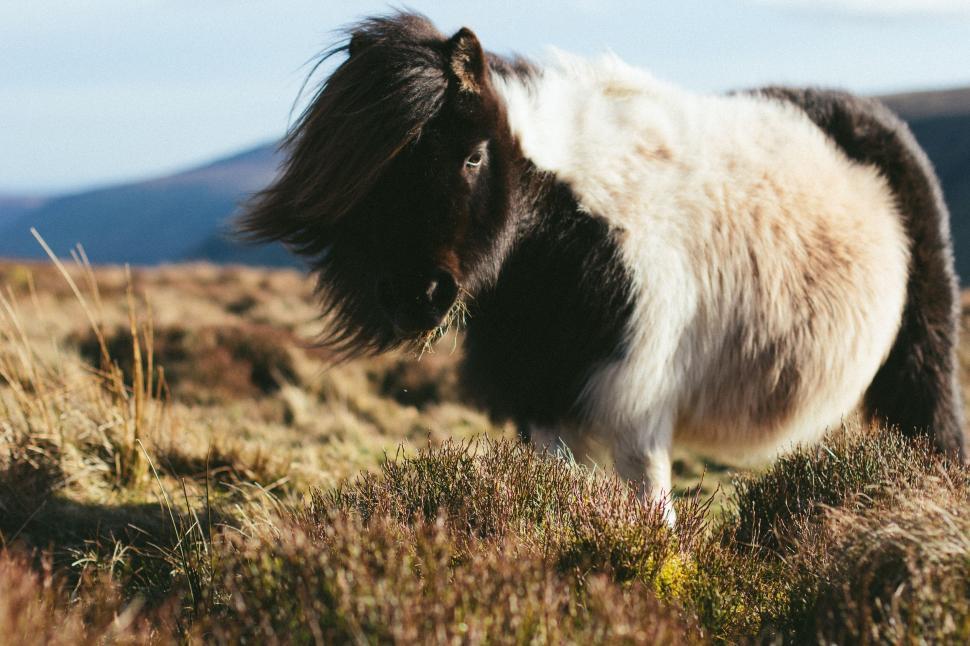 Free Image of Pony grazing in a windy grassland 