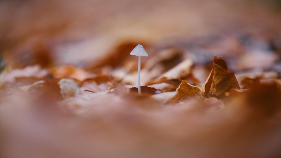 Free Image of Single mushroom amid fallen autumn leaves 