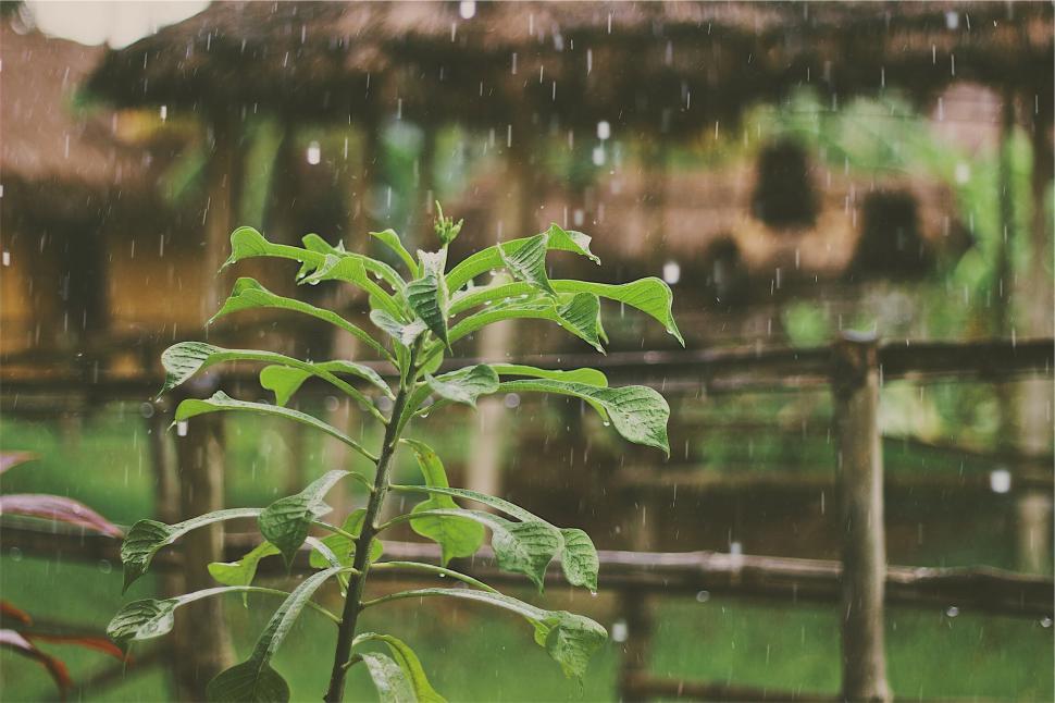 Free Image of Green plant with water droplets in the rain 