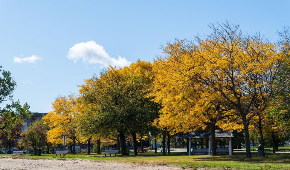 Free Image of Autumn trees lining a city park 