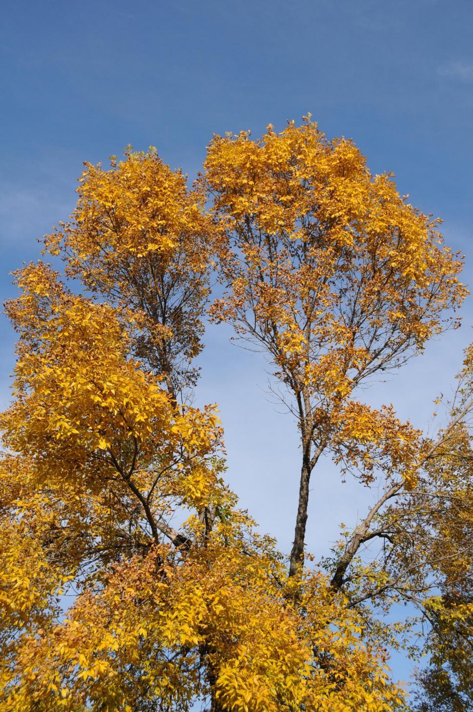 Free Image of Autumn tree 