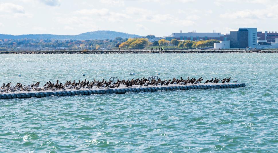 Free Image of Flock of pelicans resting on a pier 