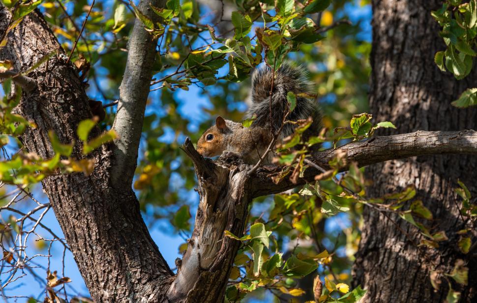 Free Image of Squirrel perched in a tree looking curious 