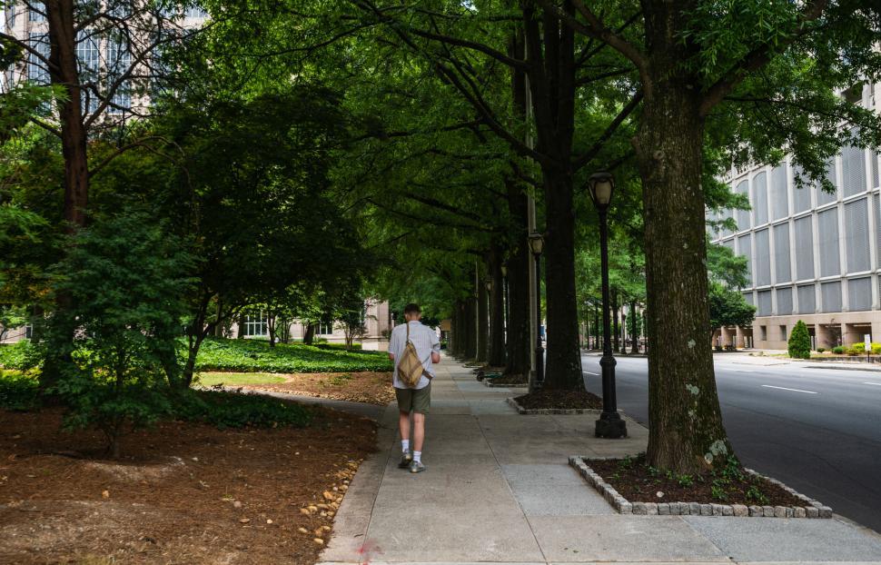 Free Image of Man walking alone down a tree-lined path 
