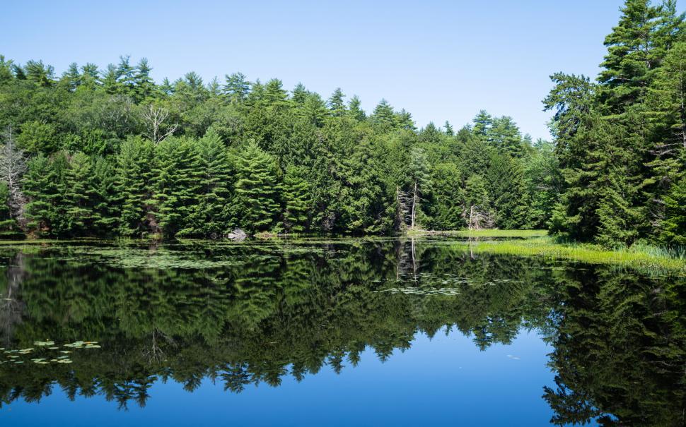 Free Image of Calm forest lake with perfect reflection 