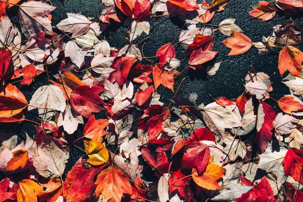 Free Image of Red leaves scattered on a textured surface 