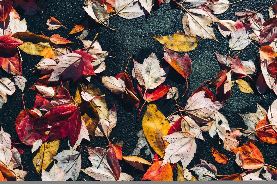Free Image of Autumn leaves scattered on ground 