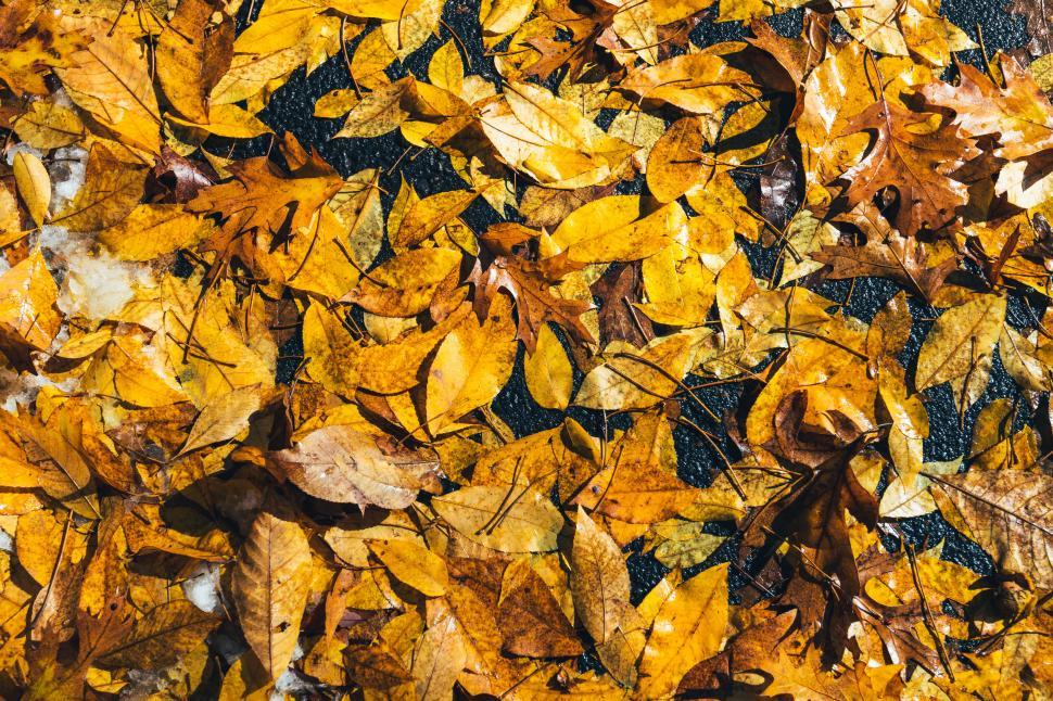 Free Image of Carpet of fallen autumn leaves on ground 