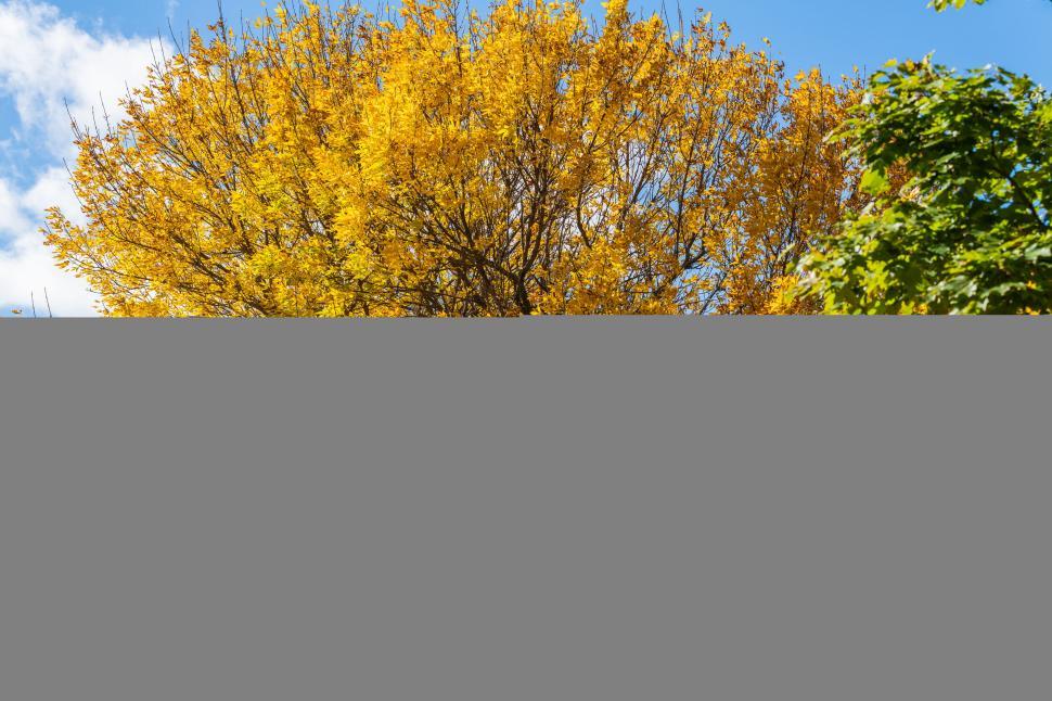 Free Image of Golden autumn foliage on a sunny day 