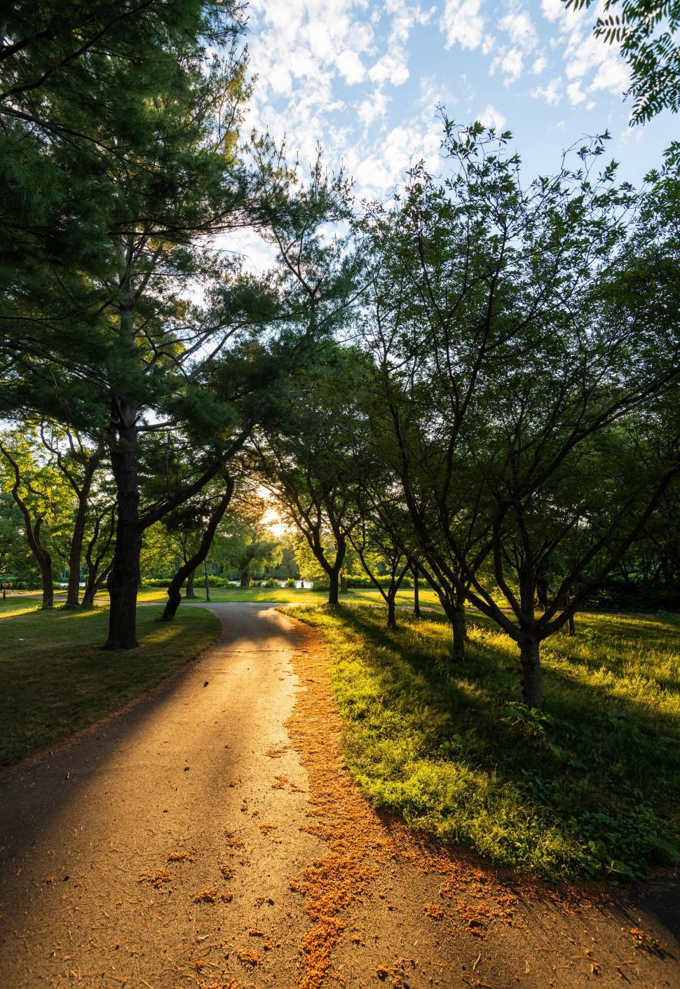 Free Image of Sunlit pathway in a serene green park 