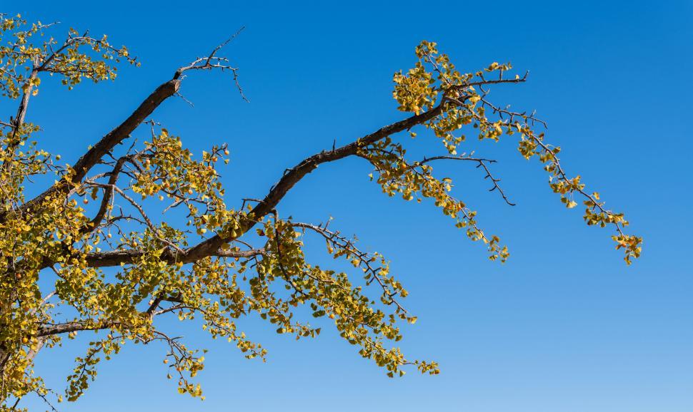 Free Image of Isolated tree branch against a clear blue sky 