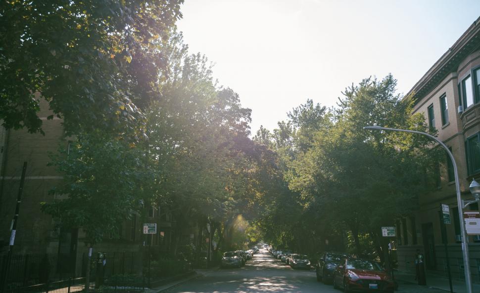 Free Image of Sunlit city street with lush trees 