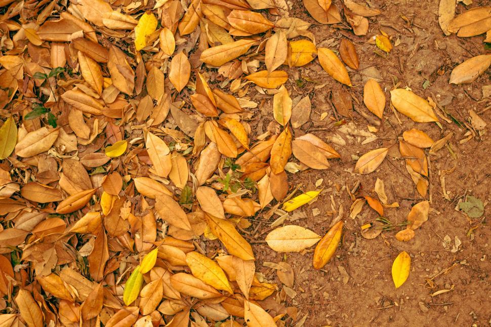 Free Image of Autumn leaves covering the forest floor 