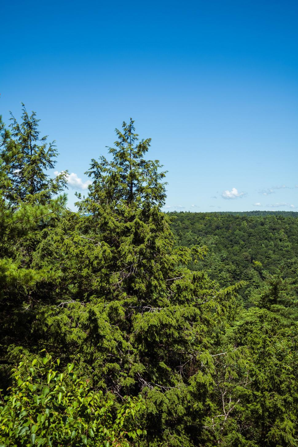 Free Image of Lush Green Forest under a Blue Sky 