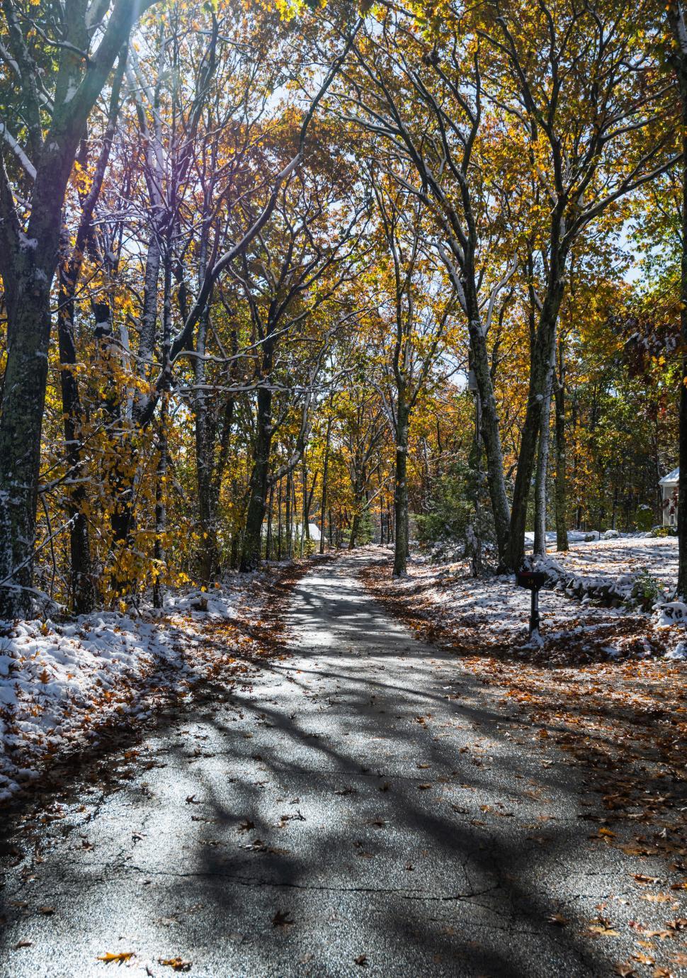Free Image of Sunlit Forest Road with Autumn Leaves 