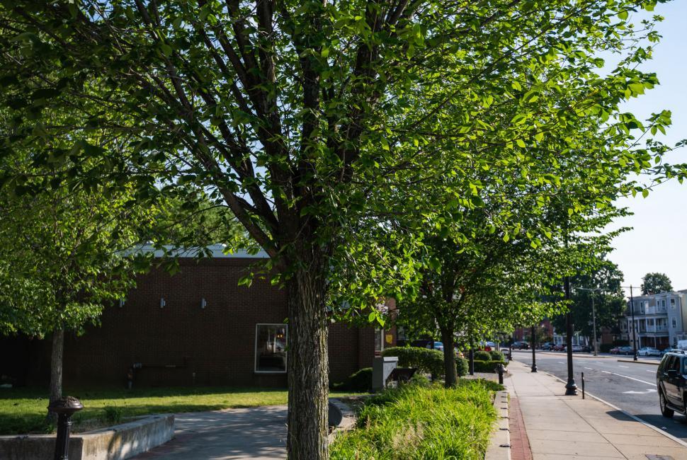 Free Image of Urban street with lush green trees and brick building 