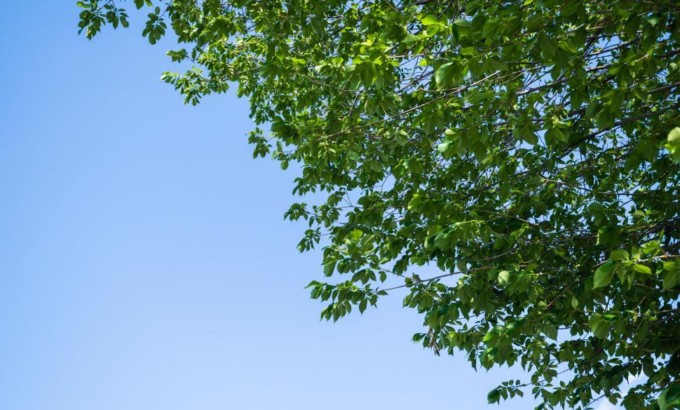 Free Image of Green leaves against a clear blue sky 