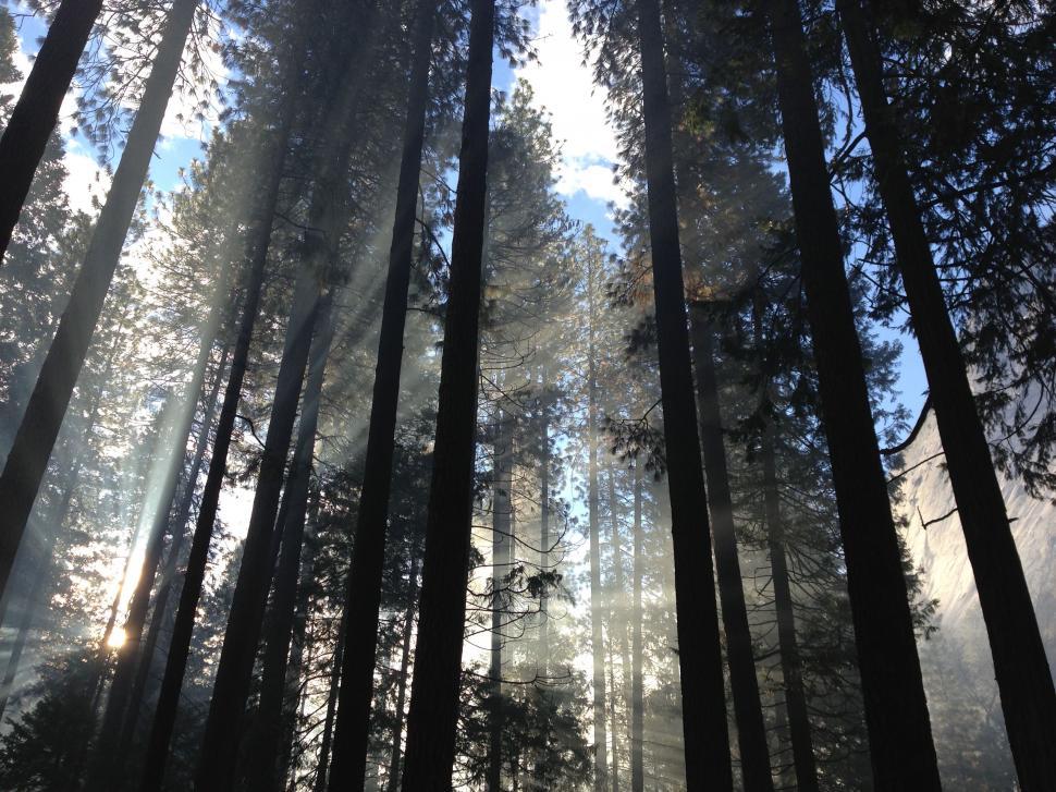 Free Image of Sunlight filtering through forest trees 