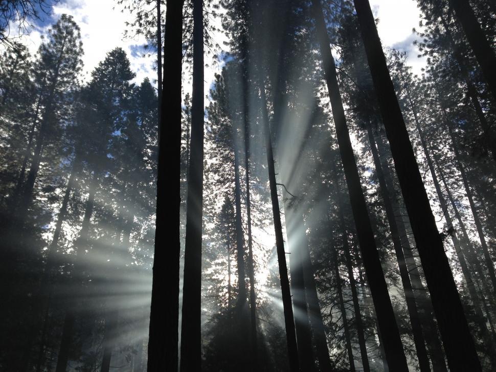 Free Image of Streams of light in a misty forest scene 