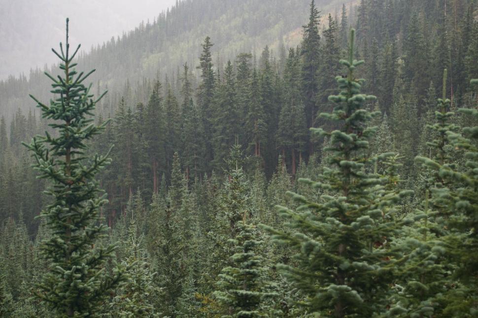 Free Image of Dense pine forest in a misty mountain range 