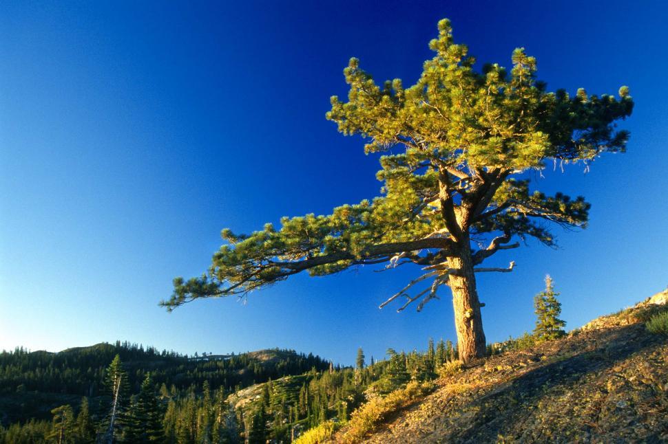 Download Free Stock Photo of single lone pine tree mountaintop windblown forest trees wilderness mountains lonely alone 