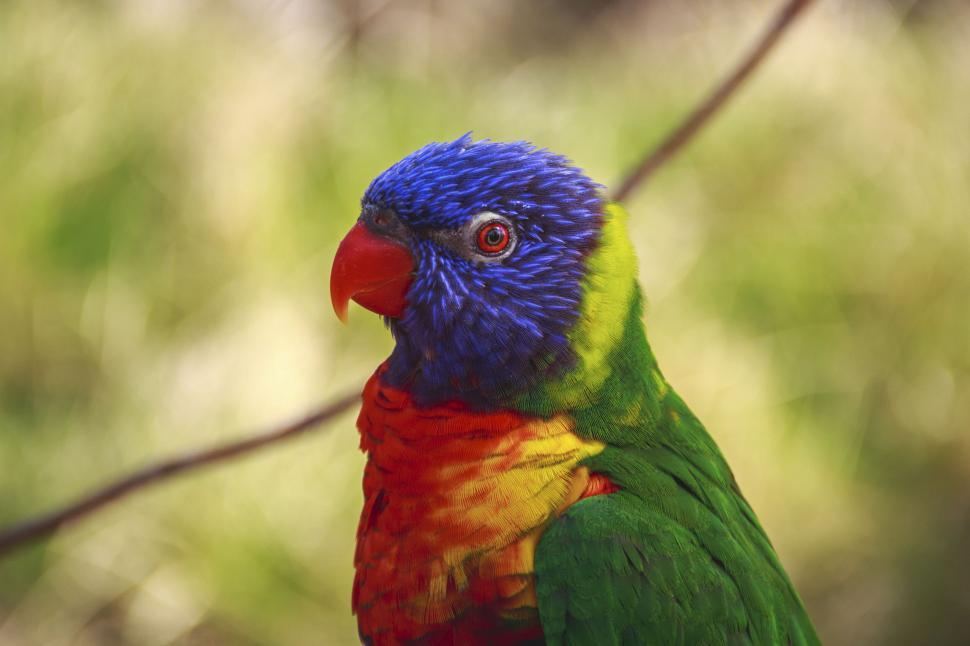 Free Image of Colorful rainbow lorikeet perched on branch 