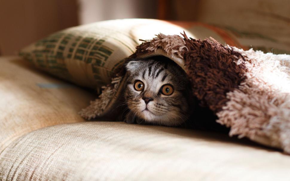 Free Image of Playful cat peeking from under blanket 