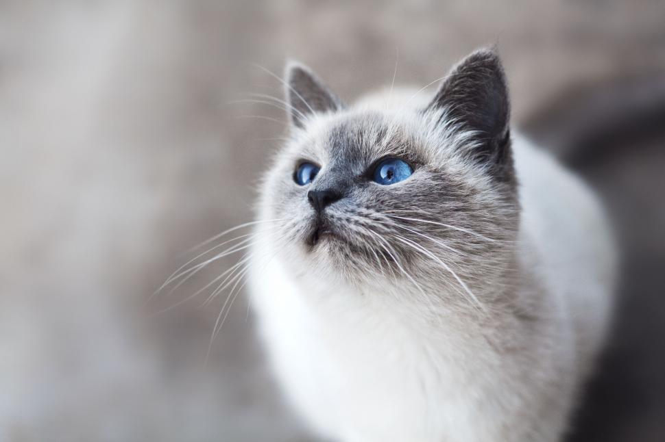 Free Image of Elegant Siamese cat with blue eyes 