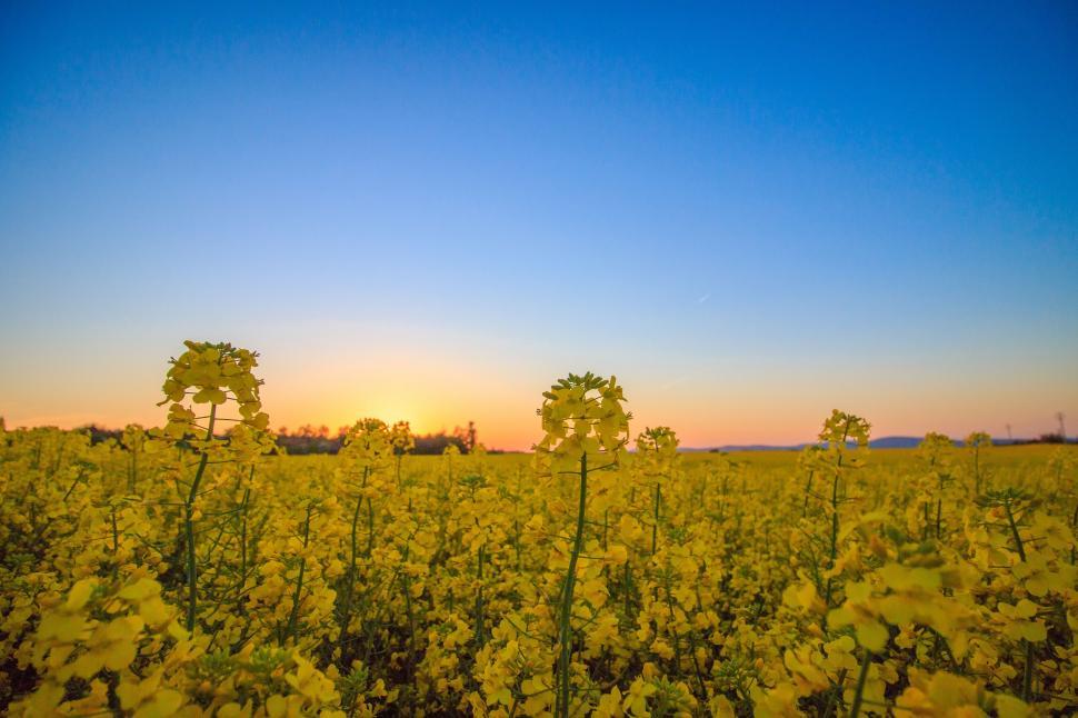 Free Image of Sunset over a blooming rapeseed field 