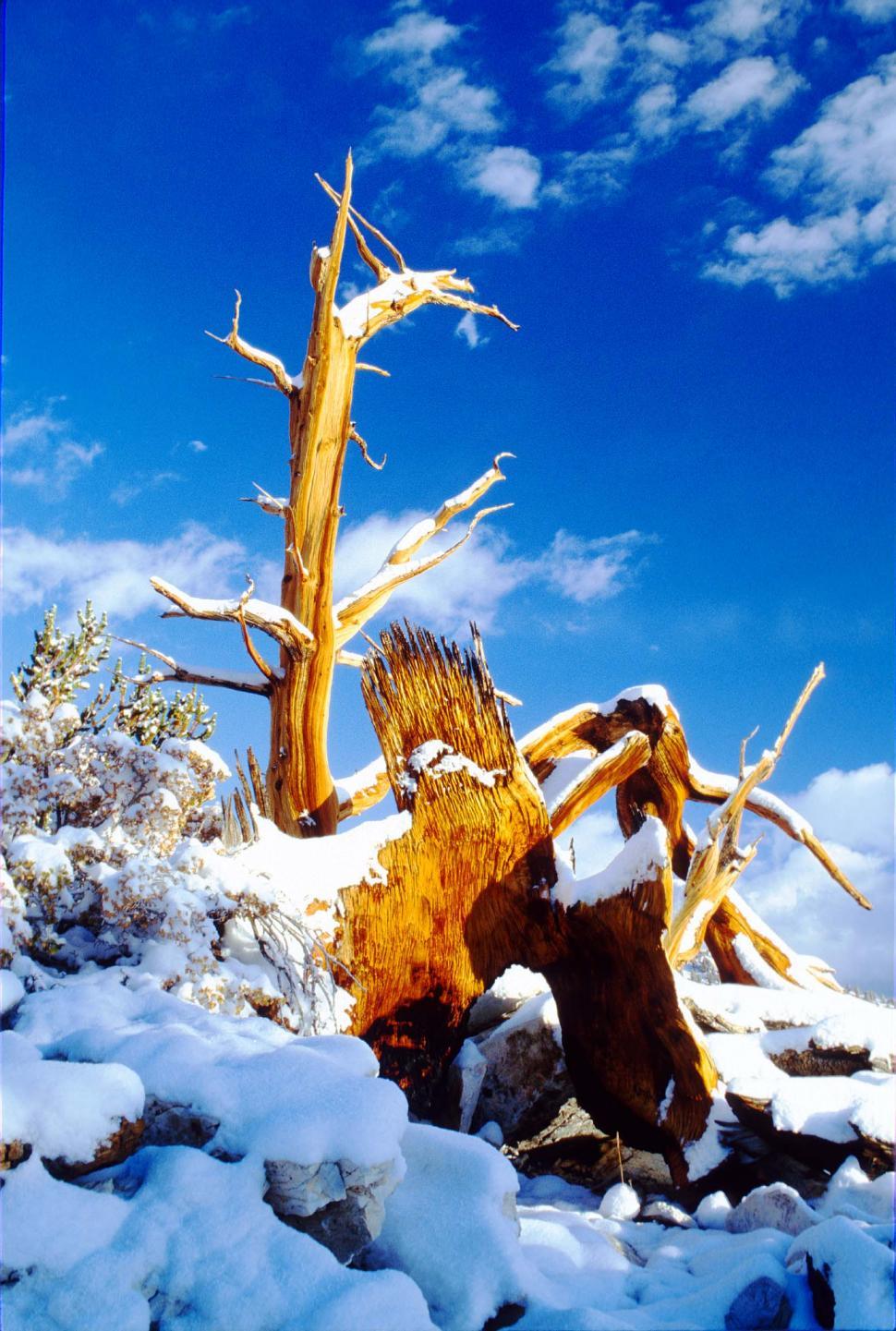 Free Image of snow covered trees dead stumps blue sky cold winter 