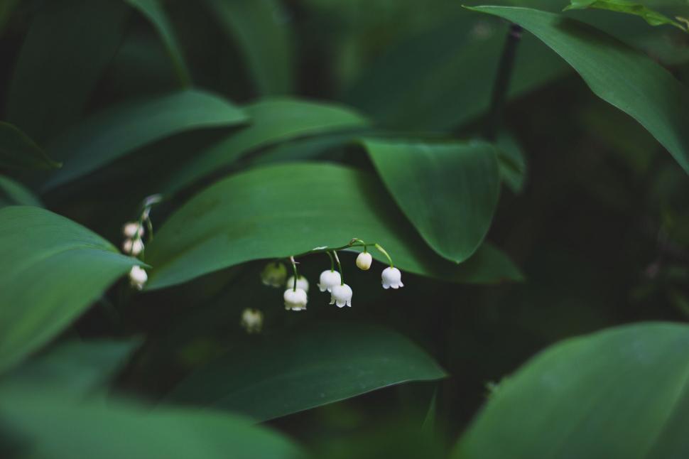 Free Image of Lily of the valley flowers amongst green leaves 