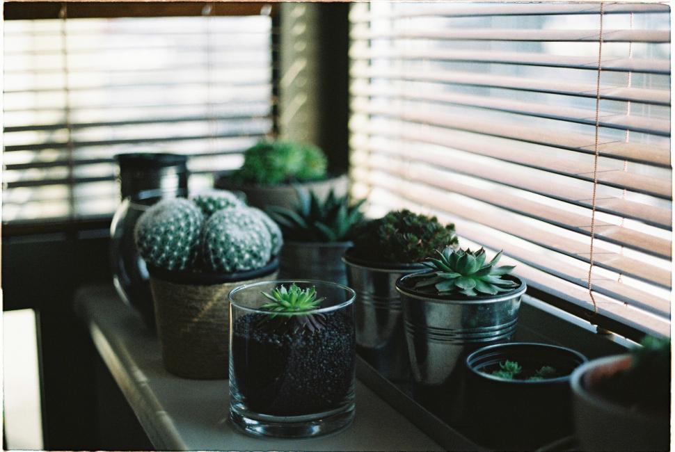 Free Image of Succulents on windowsill with open blinds 