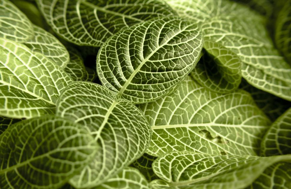 Free Image of Vibrant green textured leaves close-up 
