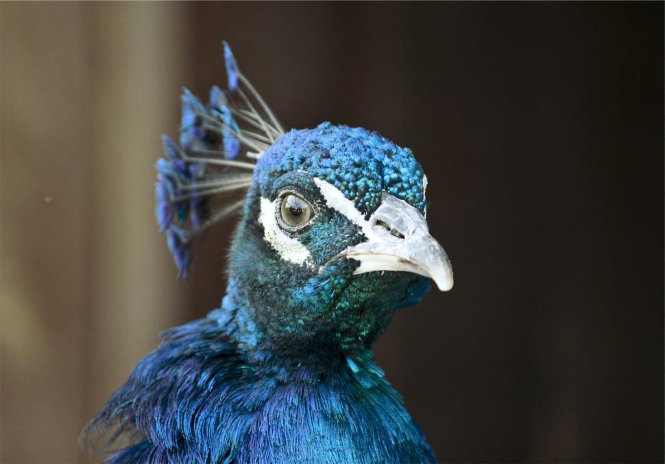 Free Image of Majestic peacock head portrait with feathers 