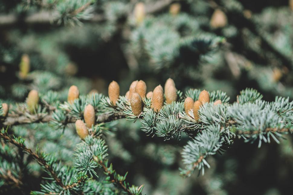 Free Image of Coniferous tree branches with pine cones 
