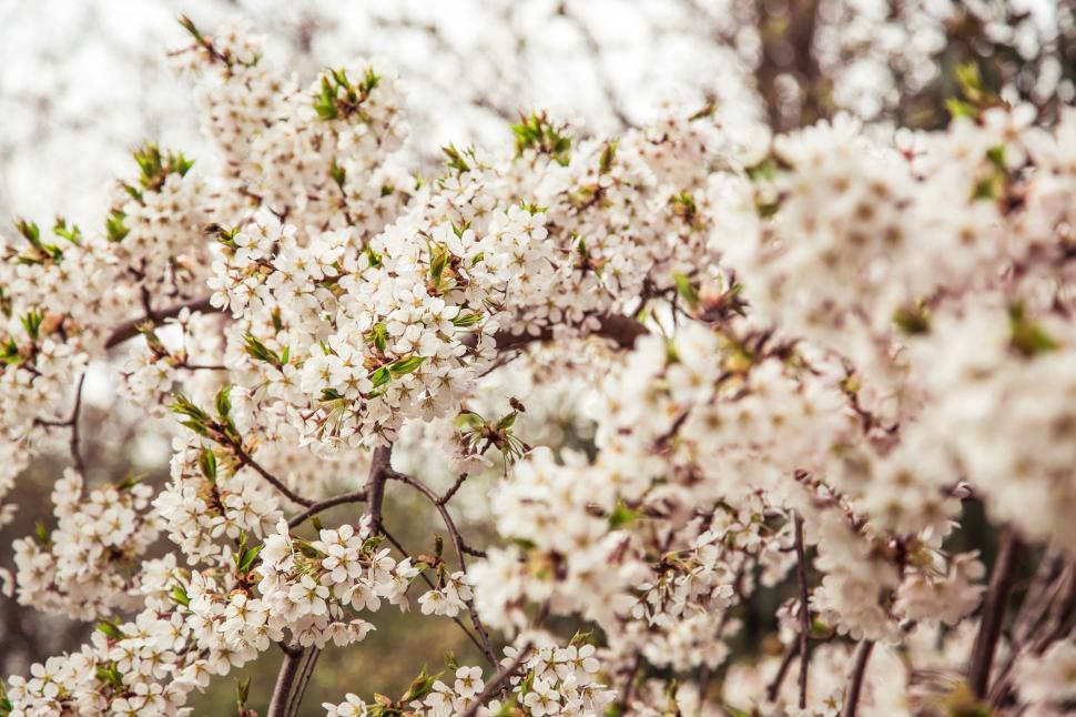Free Image of Cherry blossom tree in full bloom 
