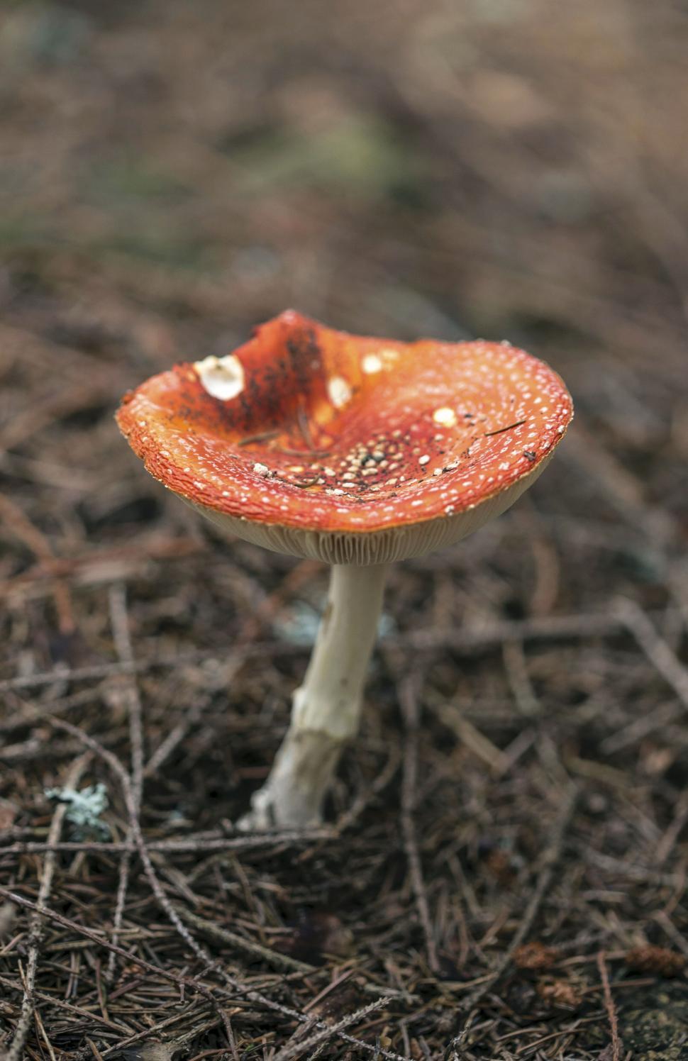 Free Image of Toadstool mushroom in the underbrush 