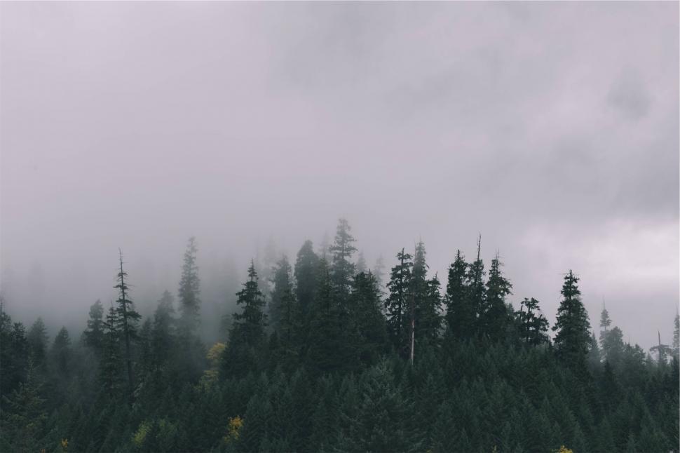 Free Image of Foggy coniferous forest with solemn mood 