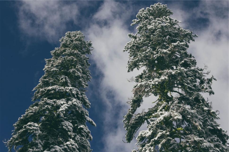 Free Image of Snow-covered pine trees against blue sky 