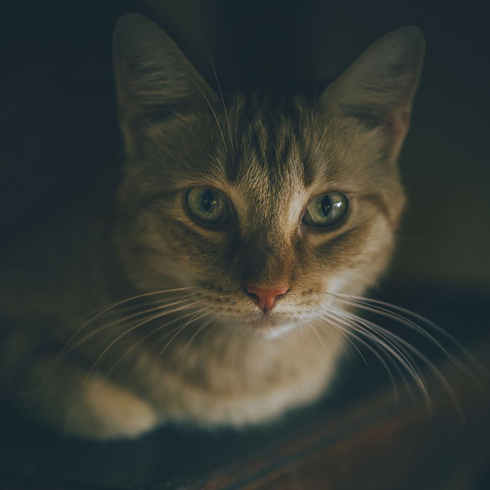 Free Image of Intense gaze of a brown tabby cat 