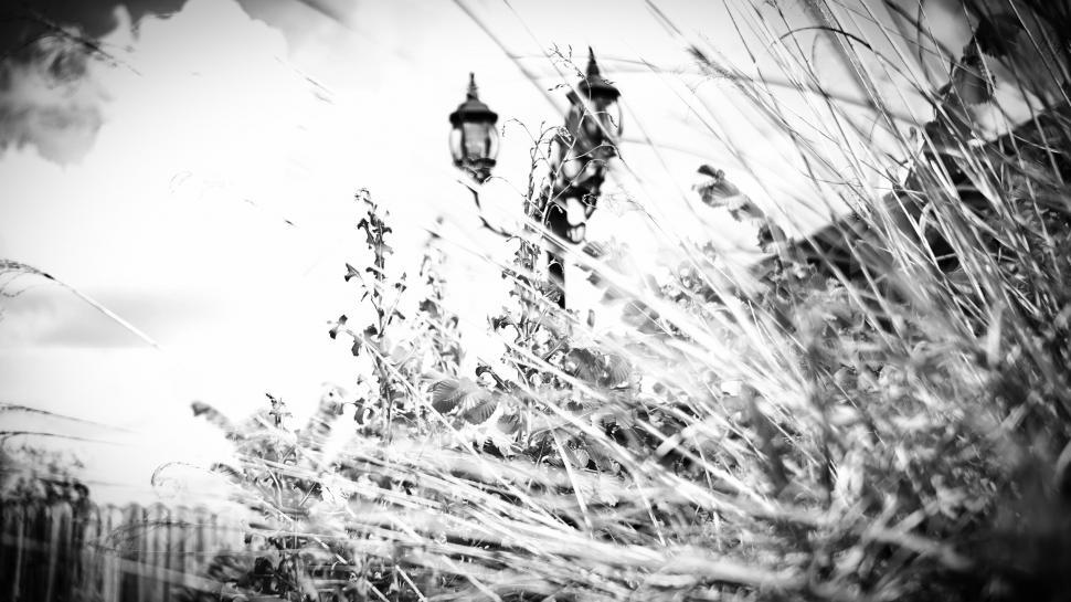 Free Image of Black and white photo of wild grass and lamps 