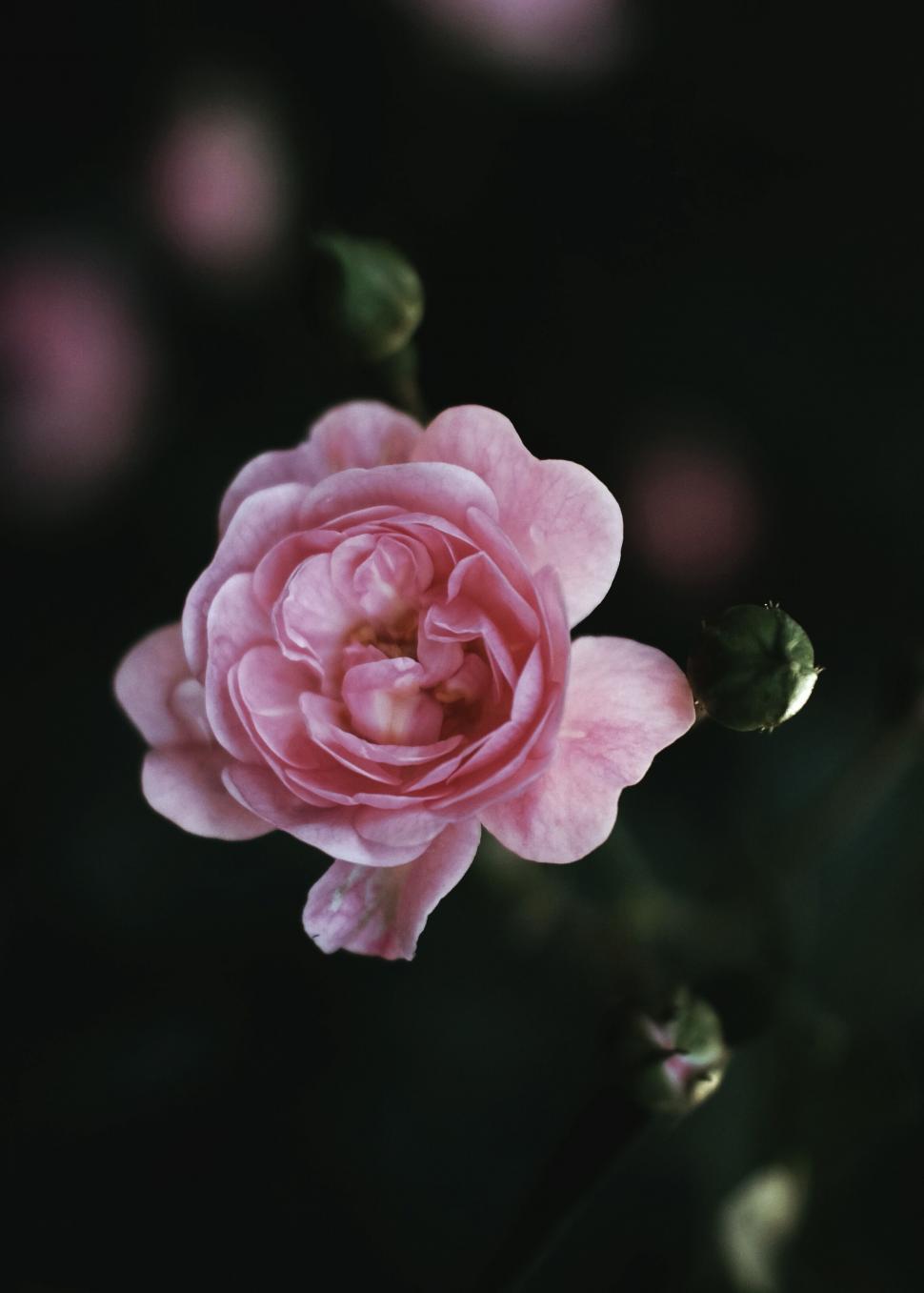 Free Image of Close-up of a pink rose in dark background 