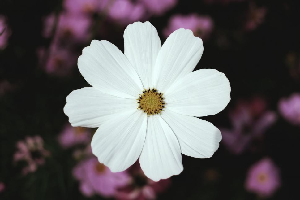 Free Image of Single white cosmos flower in focus 