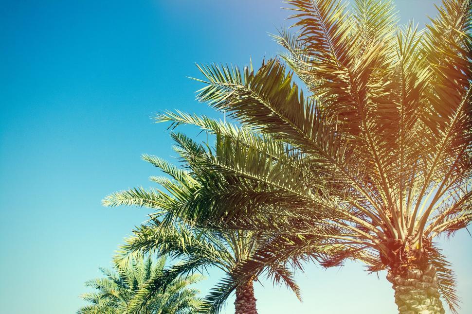 Free Image of Sunlit palm tree leaves against blue sky 