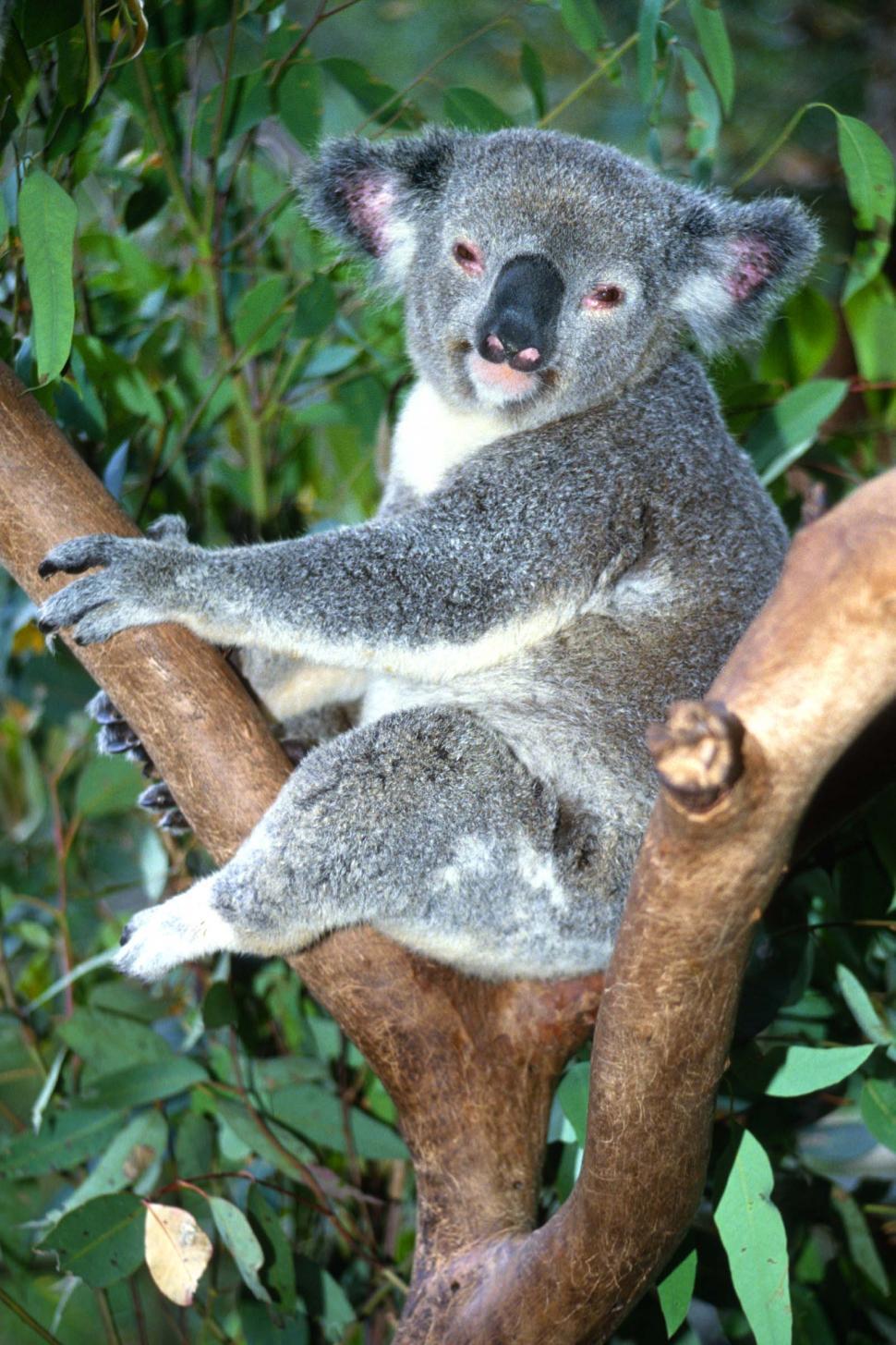 Free Image of Koala Bear Sitting on a Tree Branch 